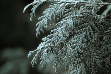 Spruce twigs covered with frost close up.