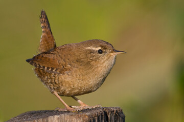 Winterkoning, Winter Wren, Troglodytus troglodytus
