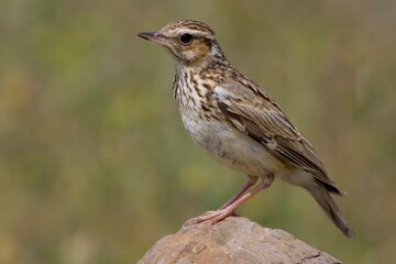 Fototapeta premium Wood Lark, Boomleeuwerik, Lullula arborea