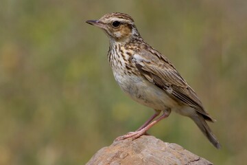 Wood Lark, Boomleeuwerik, Lullula arborea