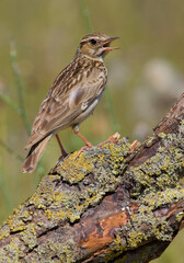 Wood Lark, Boomleeuwerik, Lullula arborea