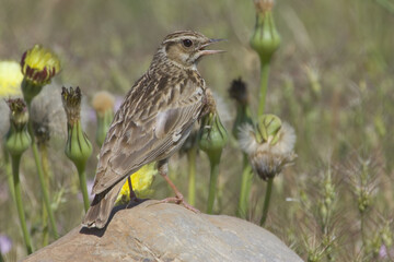 Wood Lark, Boomleeuwerik, Lullula arborea