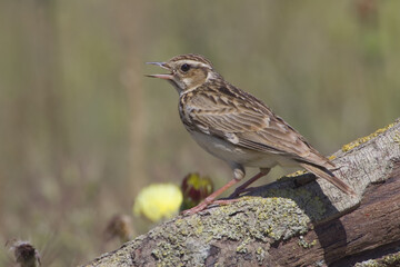 Obraz premium Wood Lark, Boomleeuwerik, Lullula arborea