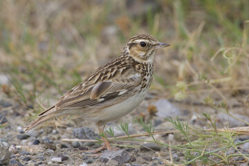 Wood Lark, Boomleeuwerik, Lullula arborea