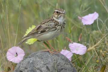 Wood Lark, Boomleeuwerik, Lullula arborea