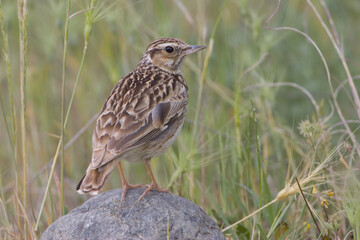 Fototapeta premium Wood Lark, Boomleeuwerik, Lullula arborea