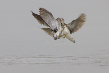 Wood Sandpiper, Bosruiter, Tringa glareola