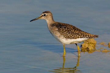 Bosruiter, Wood Sandpiper, Tringa glareola