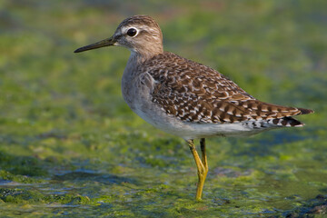 Bosruiter, Wood sandpiper, Tringa glareola