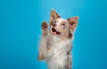 happy dog on a blue background. border collie funny portrait.  - obrazy, fototapety, plakaty