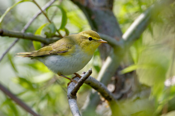 Fluiter, Wood Warbler, Phylloscopus sibilatris