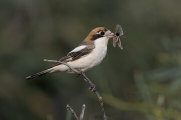 Woodchat Shrike, Roodkopklauwier, Lanius senator