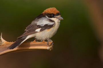 Roodkopklauwier, Woodchat Shrike, Lanius senator
