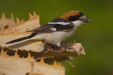 Roodkopklauwier, Woodchat Shrike, Lanius senator