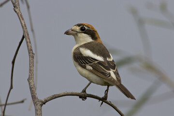 Woodchat Shrike, Roodkopklauwier, Lanius senator