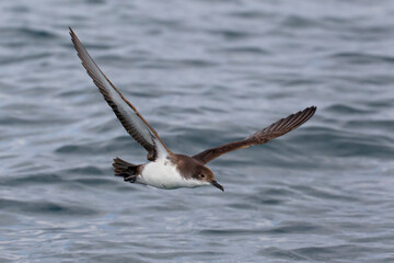 Yelkouanpijlstormvogel, Yelkouan Shearwater, Puffinus yelkouan