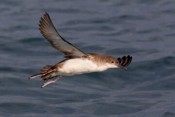 Yelkouanpijlstormvogel, Yelkouan Shearwater, Puffinus yelkouan