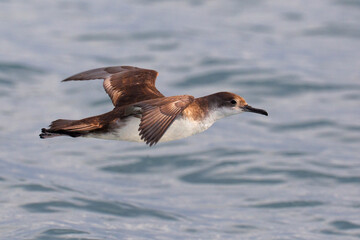 Yelkouanpijlstormvogel, Yelkouan Shearwater, Puffinus yelkouan