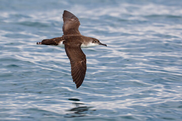 Yelkouanpijlstormvogel, Yelkouan Shearwater, Puffinus yelkouan