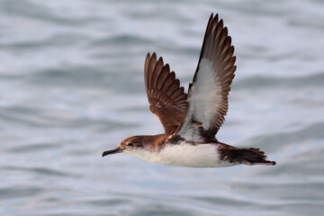 Yelkouanpijlstormvogel, Yelkouan Shearwater, Puffinus yelkouan