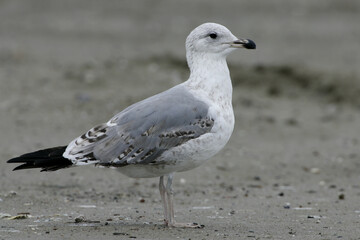 Yellow-legged Gull; Geelpootmeeuw; Larus michahellis