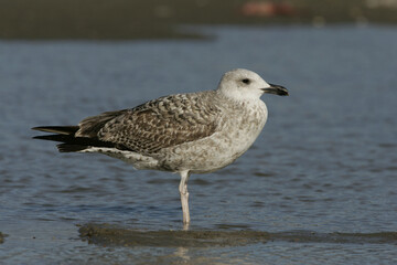 Yellow-legged Gull; Geelpootmeeuw; Larus michahellis