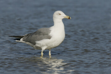 Fototapeta na wymiar Yellow-legged Gull; Geelpootmeeuw; Larus michahellis