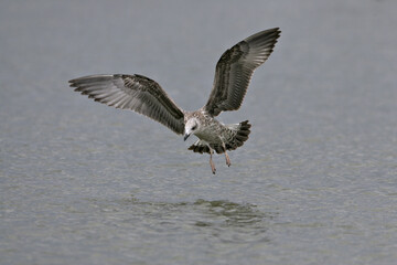 Yellow-legged Gull; Geelpootmeeuw; Larus michahellis