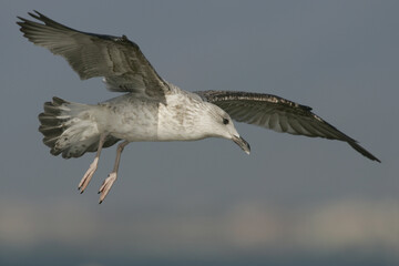 Yellow-legged Gull; Geelpootmeeuw; Larus michahellis