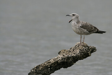 Yellow-legged Gull; Geelpootmeeuw; Larus michahellis