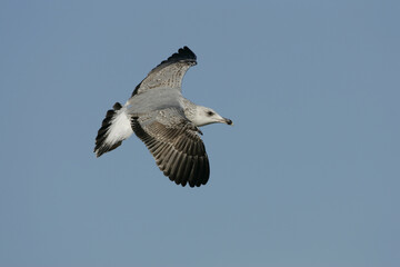 Yellow-legged Gull; Geelpootmeeuw; Larus michahellis