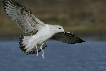 Yellow-legged Gull; Geelpootmeeuw; Larus michahellis