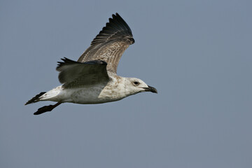 Yellow-legged Gull; Geelpootmeeuw; Larus michahellis