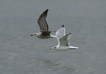 Yellow-legged Gull; Geelpootmeeuw; Larus michahellis