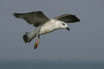 Yellow-legged Gull; Geelpootmeeuw; Larus michahellis