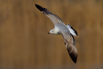 Yellow-legged Gull; Geelpootmeeuw; Larus michahellis