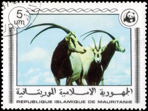 Postage stamp issued in the Mauritania with the image of the Oryx. From the series on WWF, circa 1978