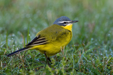 Gele Kwikstaart, Yellow Wagtail, Motacilla flava