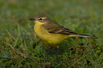 Gele Kwikstaart, Yellow Wagtail, Motacilla flava