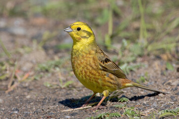 Geelgors, Yellowhammer, Emberiza citrinella