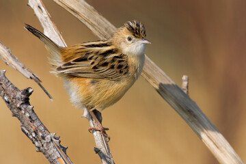 Graszanger, Zitting Cisticola, Cisticola juncidis