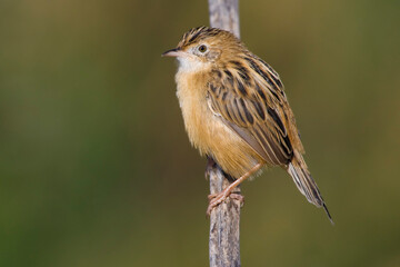 Graszanger, Zitting Cisticola, Cisticola juncidis