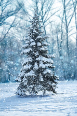 Natural christmas tree in a winter landscape with snow - 400747630