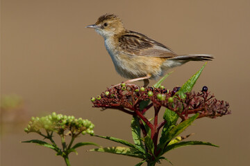 Graszanger, Zitting Cisticola, Cisticola juncidis