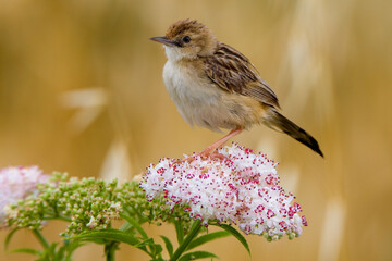 Graszanger, Zitting Cisticola, Cisticola juncidis