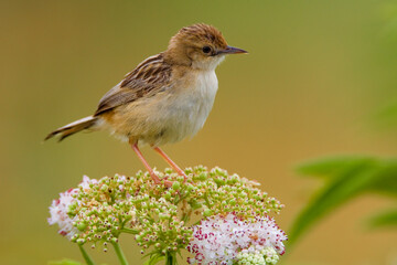 Graszanger, Zitting Cisticola, Cisticola juncidis