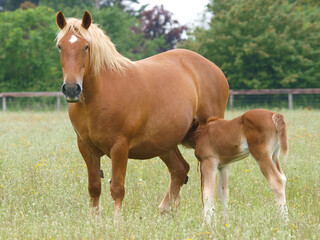 Fototapeta premium Suffolk Punch Mare and Foal