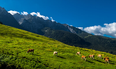 Fototapeta na wymiar Cows On Alpine Pasture In The Alps Of Austria
