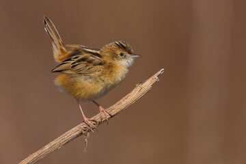 Graszanger, Zitting Cisticola, Cisticola juncidis