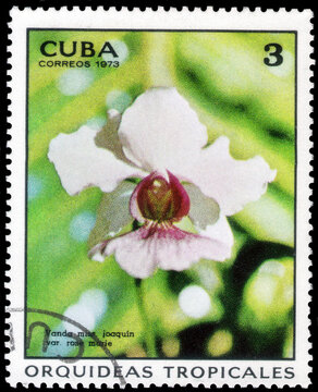 Postage stamp issued in the Cuba with the image of the Vanda miss Joaquim var. Rose marie. From the series on Orchids, circa 1973